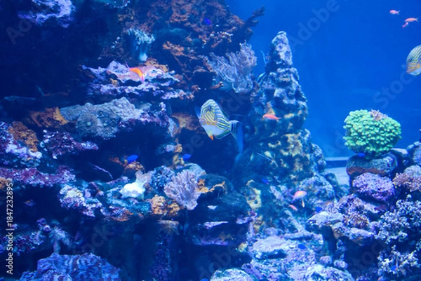 Obraz 水族館の魚たち