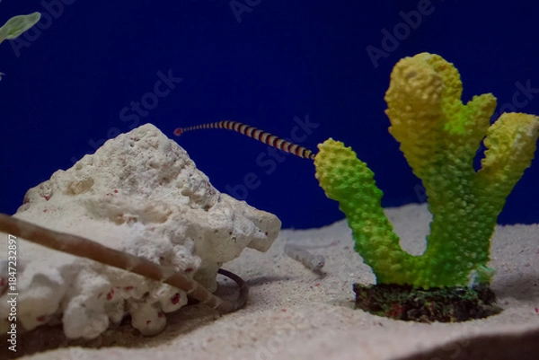 Obraz 水族館の魚たち