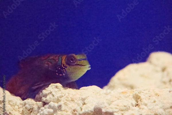 Obraz 水族館の魚たち