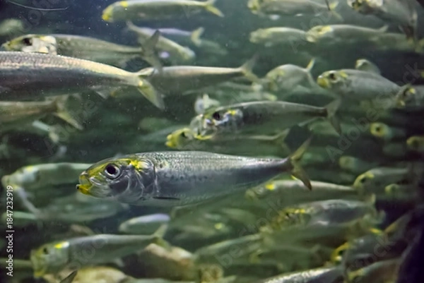 Obraz 水族館の魚たち