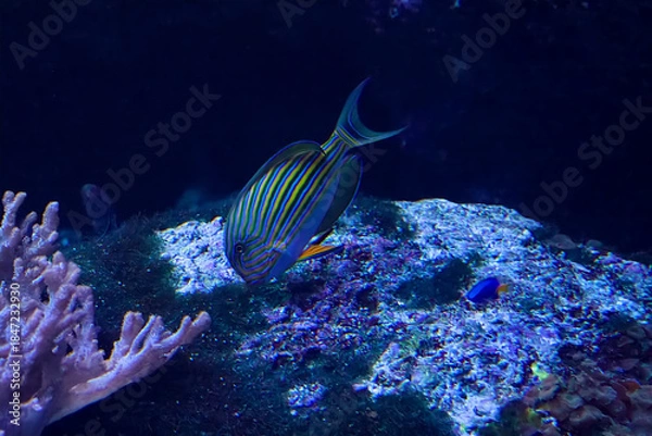 Obraz 水族館の魚たち