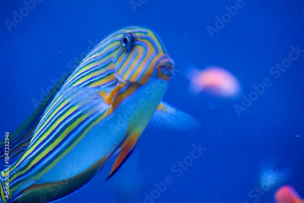 Obraz 水族館の魚たち