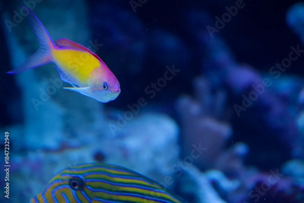 Obraz 水族館の魚