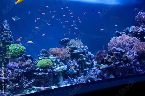 Obraz 水槽で泳ぐ魚たち