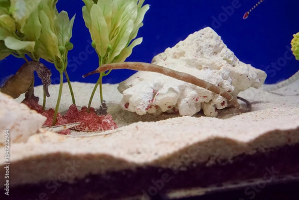 Obraz チンアナゴ