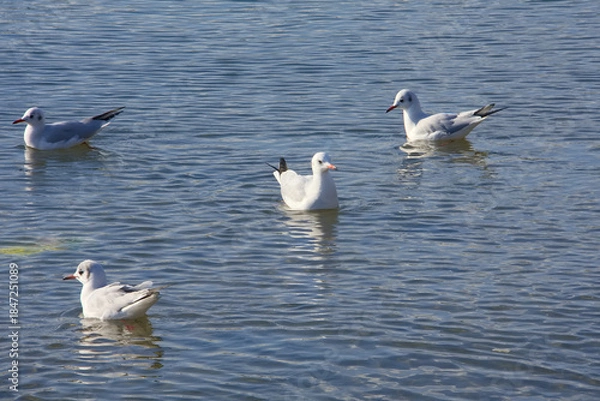 Obraz ゆりかもめ