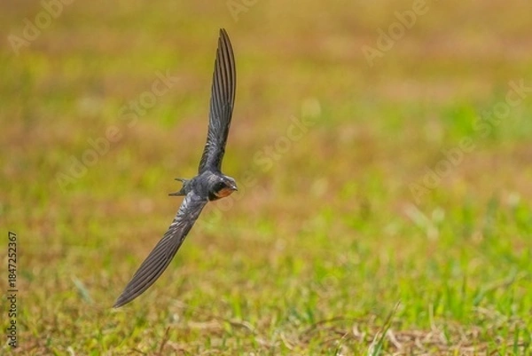 Fototapeta グリーンバックに高速でターンするツバメの飛翔シーン