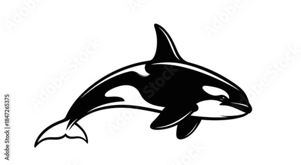 Obraz Stylized Black and White Orca Whale Vector Illustration Isolated