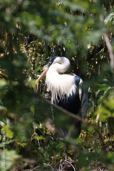 Obraz great white pelican