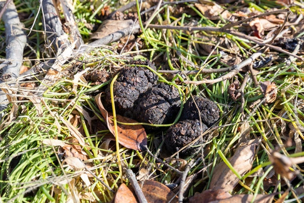 Obraz ツキノワグマの糞　‐Asiatic black bear‐