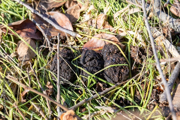 Obraz ツキノワグマの糞　‐Asiatic black bear‐	