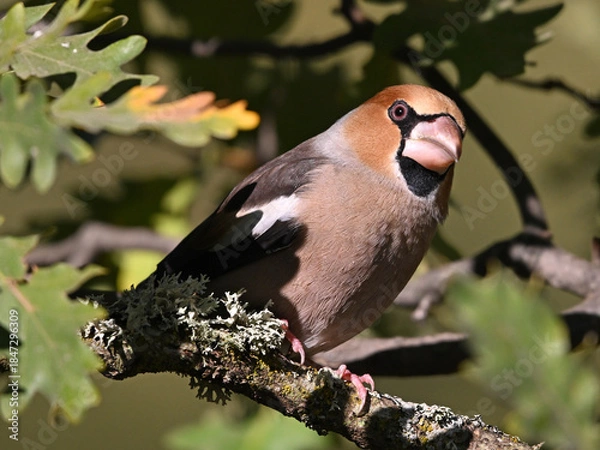 Fototapeta A hawfinch with a very large beak in the field