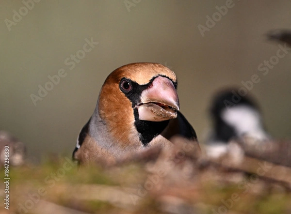 Obraz A hawfinch with a very large beak in the field