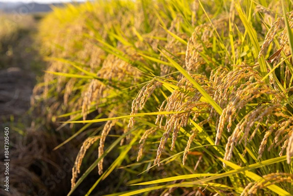 Obraz 収穫期の午後のつや姫の水田