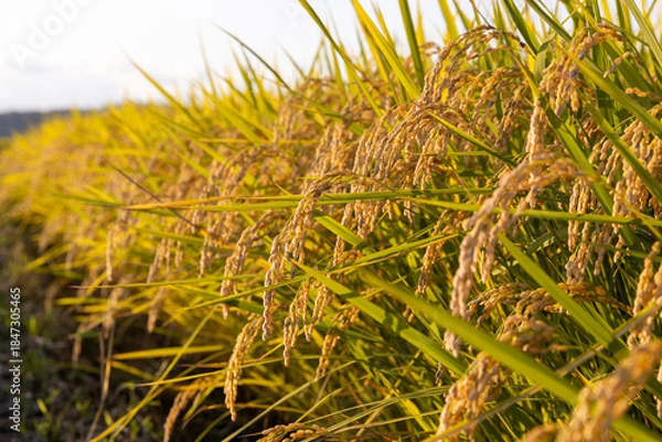 Obraz 収穫期の午後のつや姫の水田