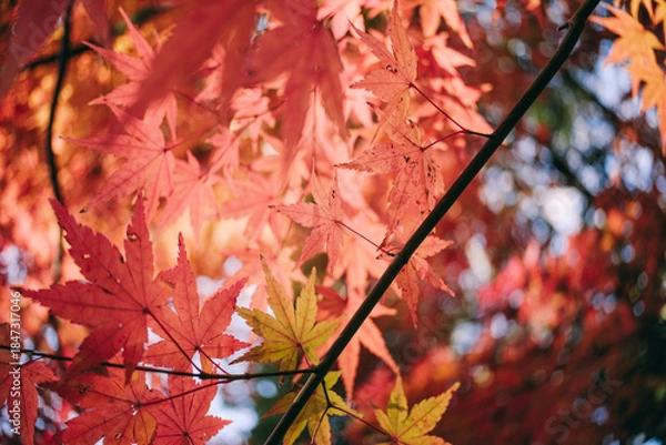Obraz 秋・冬の日本の季節の風景　紅葉した森の木々　川・湖の水面の太陽の光の反射でキラキラ美しい輝くカエデの木の葉　観光・旅行・自然・アウトドアの背景
