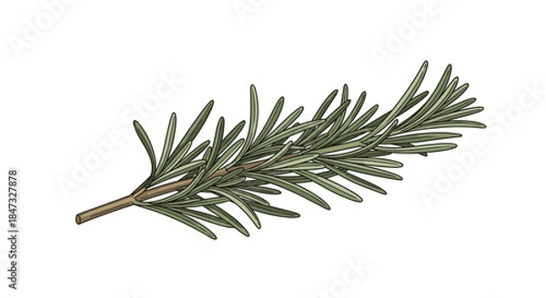 Fototapeta A fresh green sprig of the aromatic herb rosemary, shown in a detailed and realistic color illustration for culinary or botanical use.