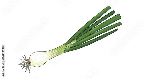 Fototapeta A single fresh spring onion with green stalks, a white bulb, and roots, depicted in a detailed, colorful cartoon illustration.