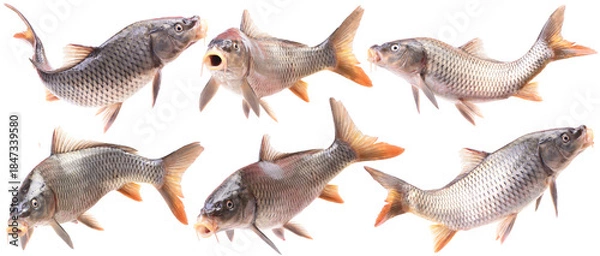 Obraz Collection of fish carp isolated