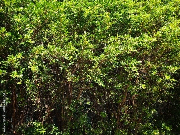 Obraz green leaves background