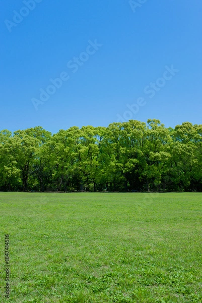 Fototapeta 緑の森