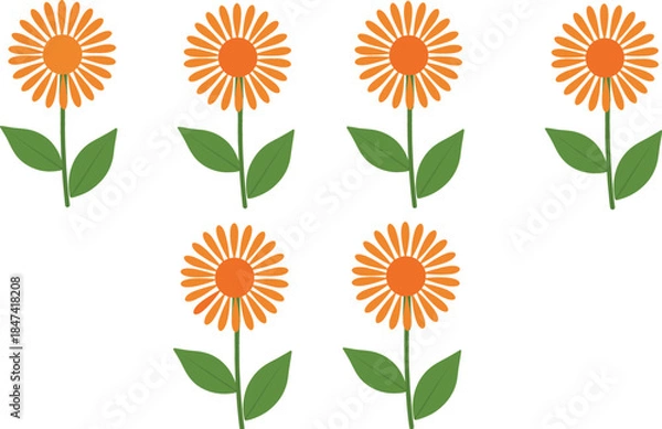 Fototapeta Set of six orange daisy flowers with green leaves isolated on white background for spring floral design, summer patterns, and garden illustrations.