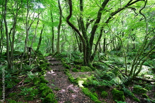 Obraz spring path through old wild forest
