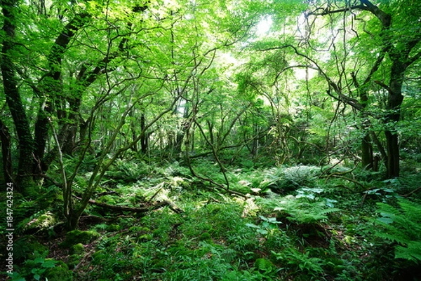 Obraz wild spring forest in the gleaming sunlight