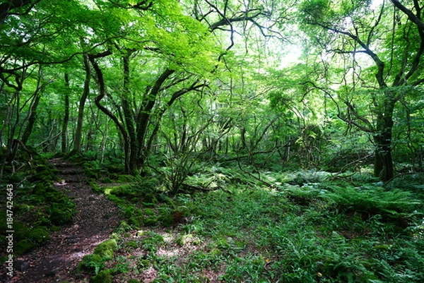 Obraz spring path through old wild forest
