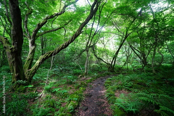 Obraz spring path through old wild forest
