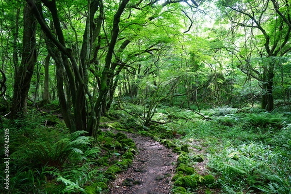 Obraz spring path through old wild forest
