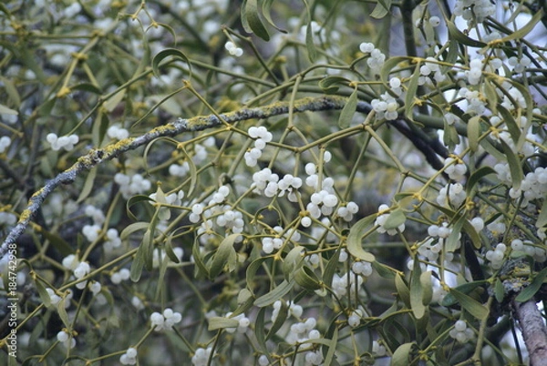 Fototapeta Mistel