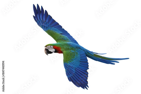 Obraz Colorful flying Harlequin Macaw parrot isolated on transparent background png file	