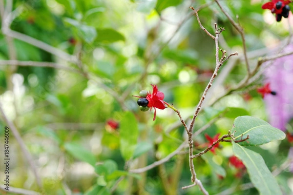 Obraz 赤と黒の実をつけるミッキーマウスの木