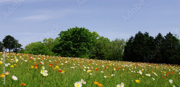Obraz 青空の下のポピー畑