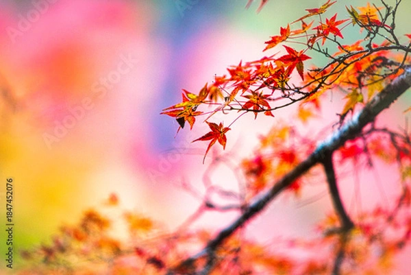 Obraz 日本の田舎の山間では秋になると紅葉が色づきます