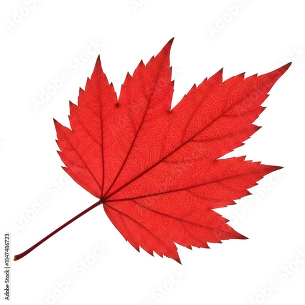 Obraz Bright red maple leaf
