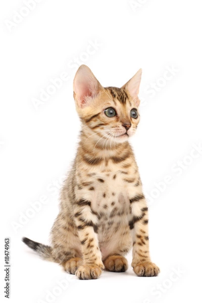 Fototapeta Bengal kitten