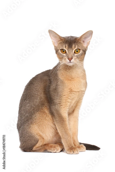Obraz Abyssinian cat