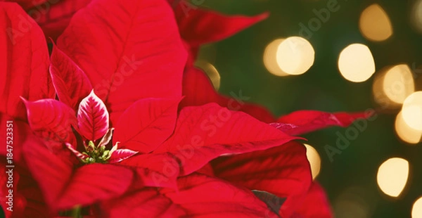 Obraz Closeup of beautiful red Poinsettia (Euphorbia pulcherrima), Christmas Star flower. Christmas tree lights bokeh background.