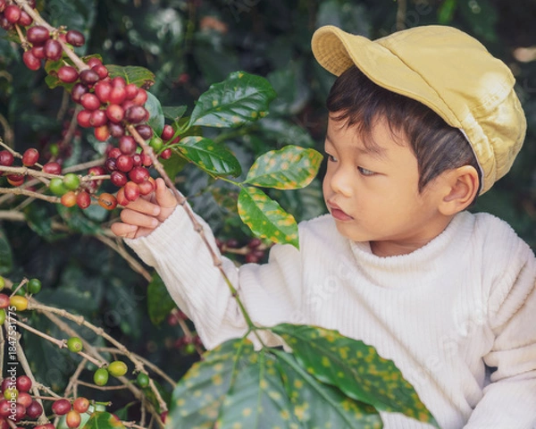 Fototapeta Asian Little Boy Exploring Ripe Coffee Cherries on Coffee Tree, Child Learning Nature and Agriculture