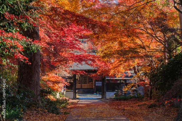 Obraz 参道のもみじ