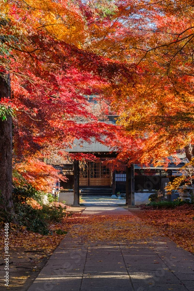 Obraz 山門の紅葉
