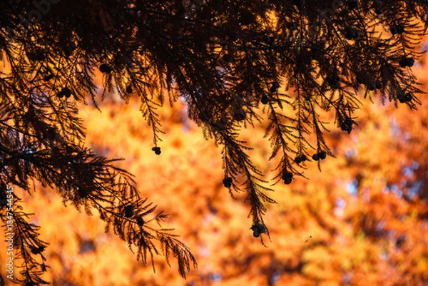 Obraz 葉影とメタセコイア