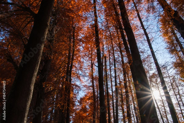 Obraz メタセコイアの輝き