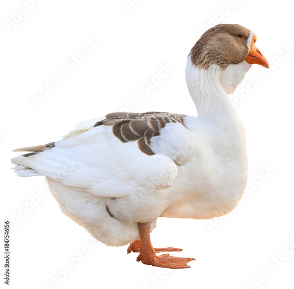 Obraz goose isolated on white background