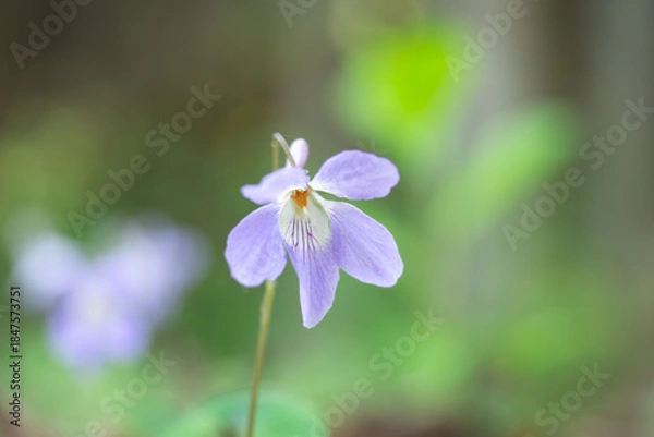 Obraz 一輪のスミレ