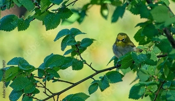 Obraz Bathing time for a Cape White-eye.