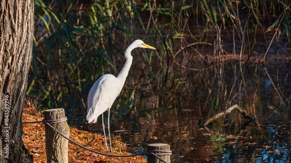 Obraz 池を眺めるシラサギ