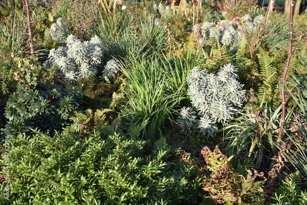 Obraz Jardin botanique en hiver